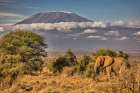 Kilimanjaro in morning with Elephant-Amboseli National Park-Africa Art Print